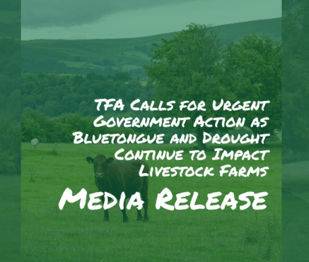 MR_bluetongue_Cows